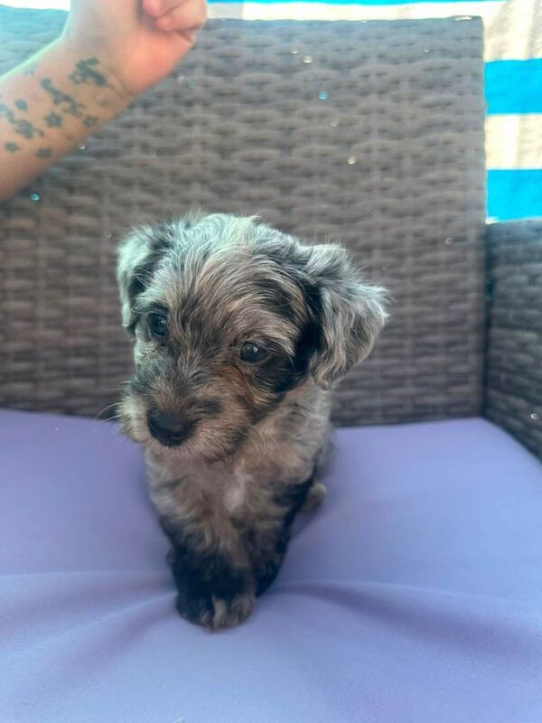 yorkiepoo