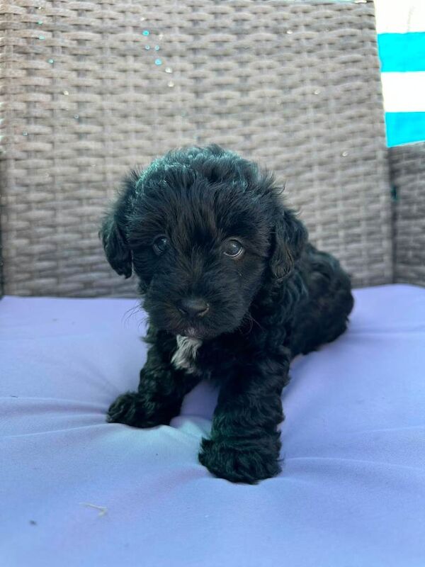 yorkiepoo - Image 2 of 3
