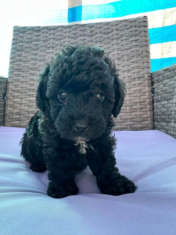 yorkiepoo - Image 3 of 3