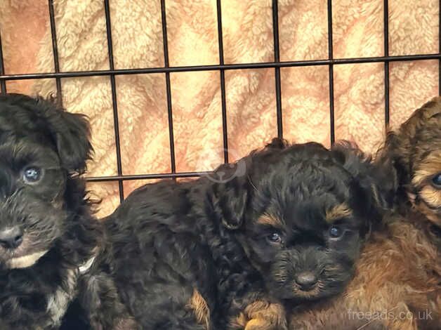 YORKIEPOO PUPPIES - BOYS & GIRLS for sale in Colchester, Essex