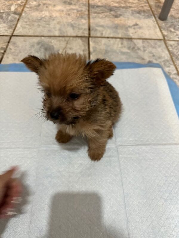 Yorkshire Terrier puppies for sale in Greenwich, Greater London – 10 weeks old