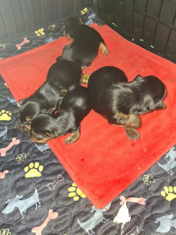 Yorkshire Terrier Puppies For Sale Under £1,000