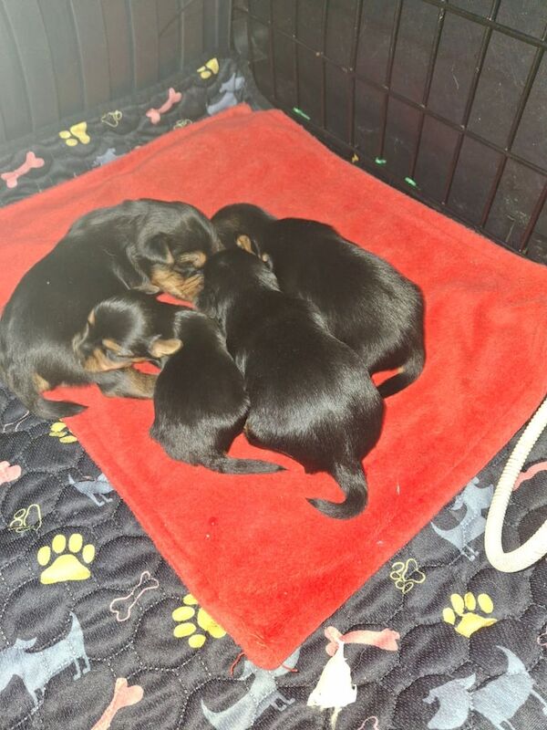 Yorkshire Terrier puppies for sale in County Antrim – 2 weeks old - Image 2 of 2