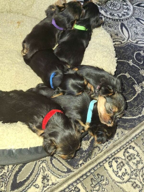 Yorkie Puppies For Sale