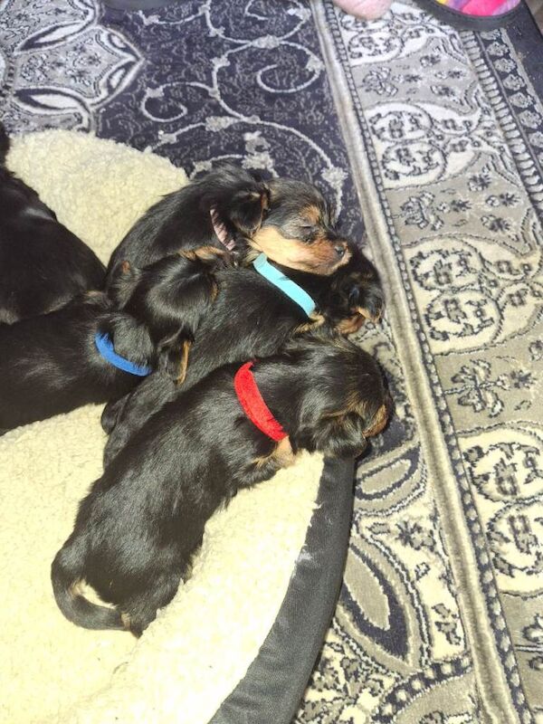 Yorkies - Image 2 of 3