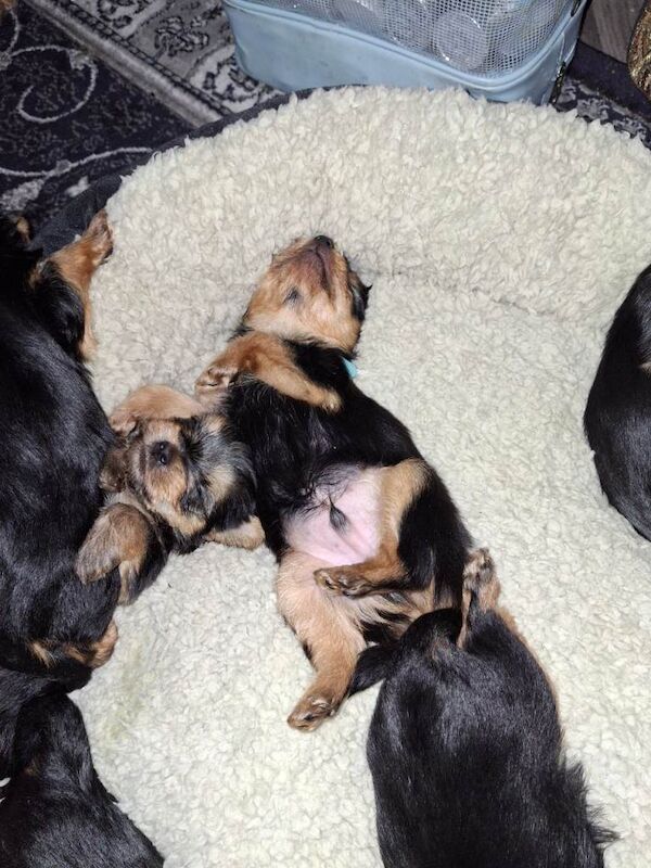 Yorkies - Image 3 of 3
