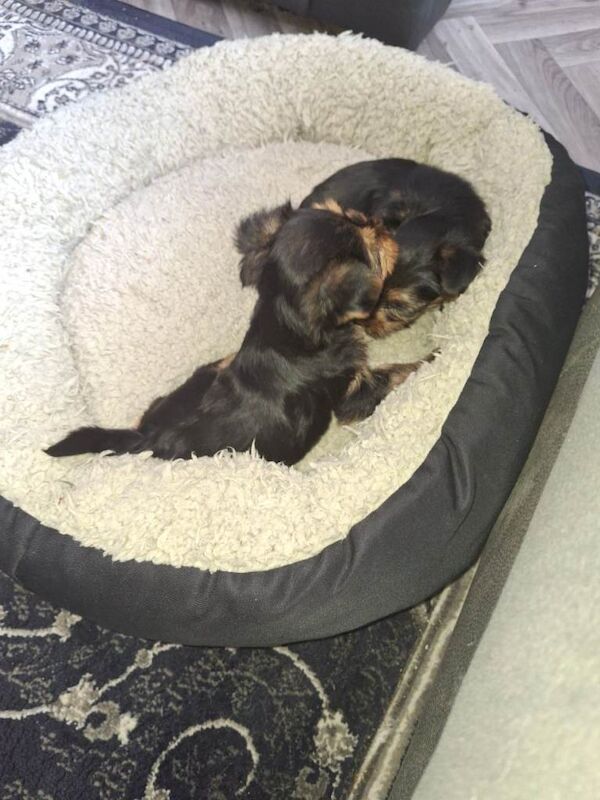 Yorkies - Image 2 of 6