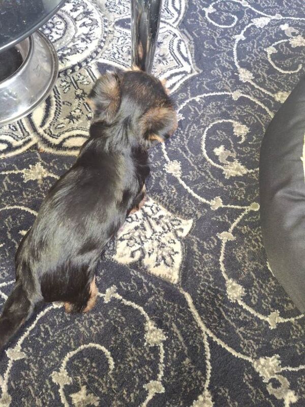 Yorkies - Image 3 of 6