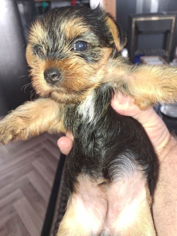 Yorkies - Image 4 of 6