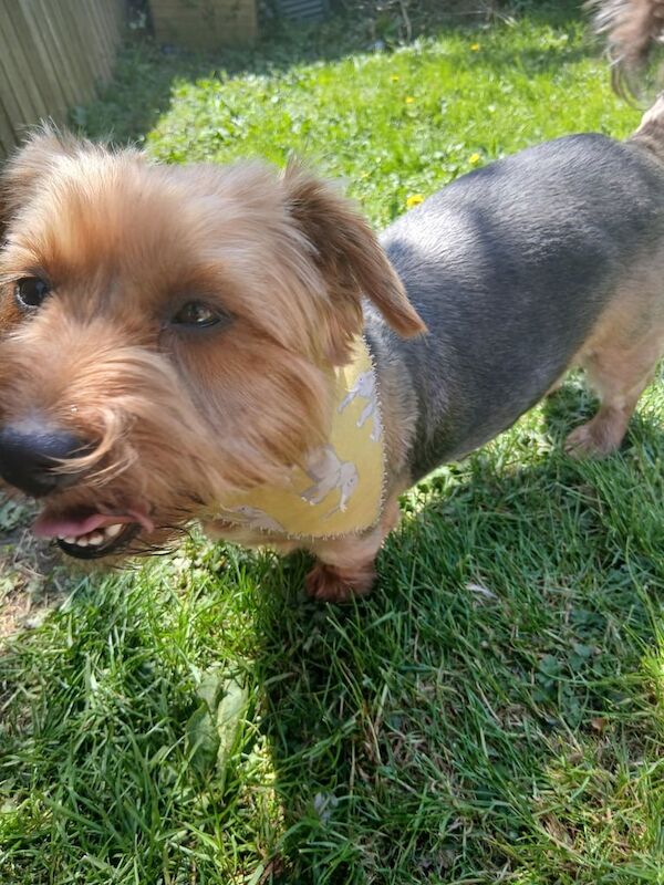 Yorkshire Terrier puppies for sale in Crossgar, County Down – 2 years old - Image 1 of 3