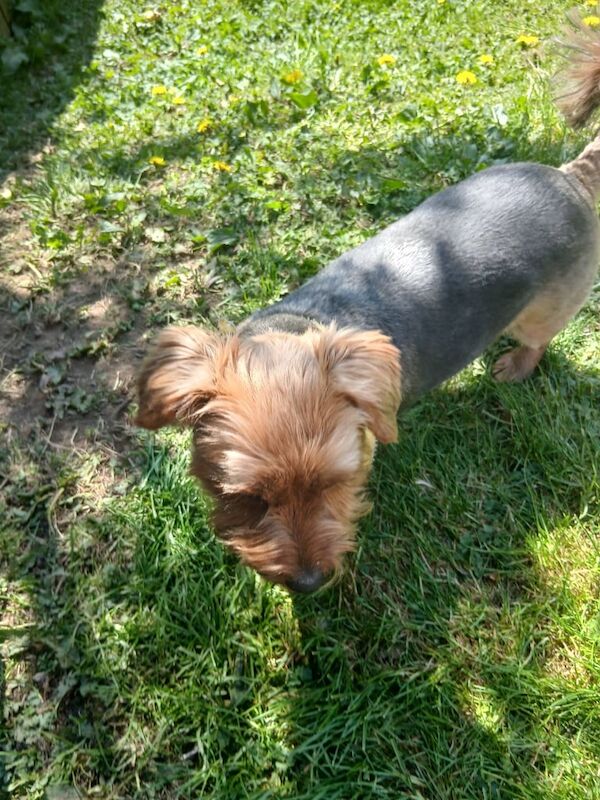 Yorkshire Terrier puppies for sale in Crossgar, County Down – 2 years old - Image 2 of 3