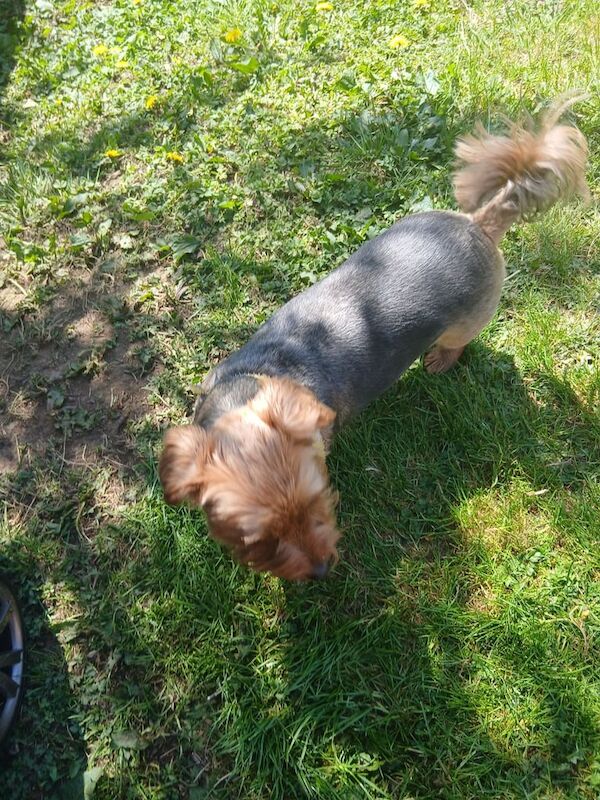 Yorkshire Terrier puppies for sale in Crossgar, County Down – 2 years old - Image 3 of 3