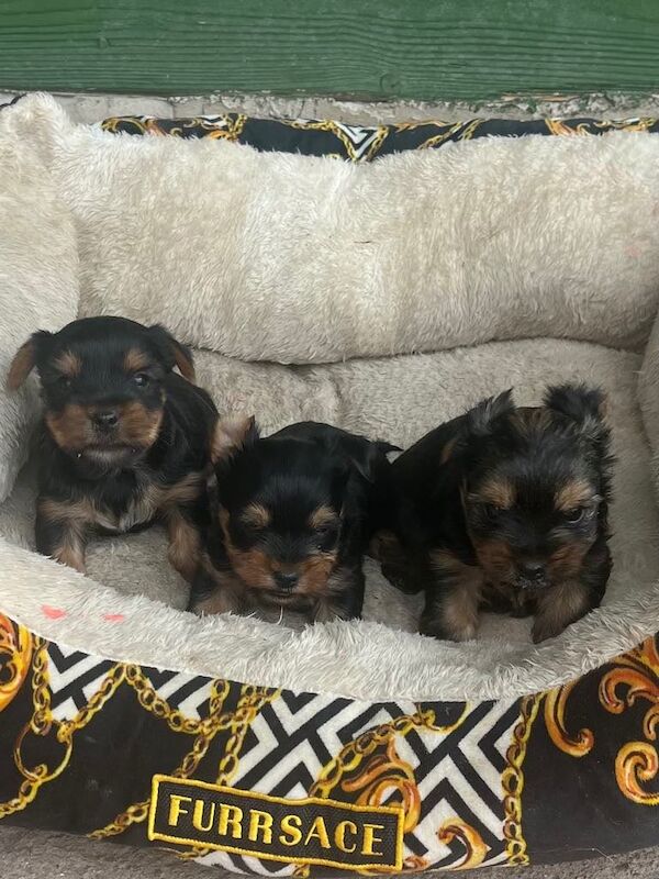 Yorkies puppy's for sale in Deeside, Flintshire
