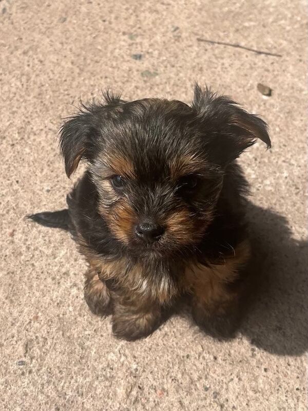 Yorkies puppy's for sale in Deeside, Flintshire | Image 2