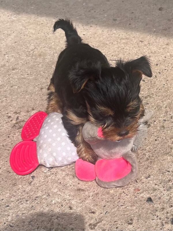 Yorkies puppy's for sale in Deeside, Flintshire | Image 3