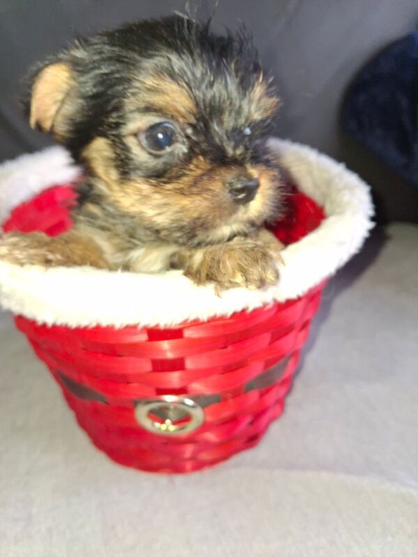 Yorkshire Terrier puppies for sale in County Antrim – 9 weeks old