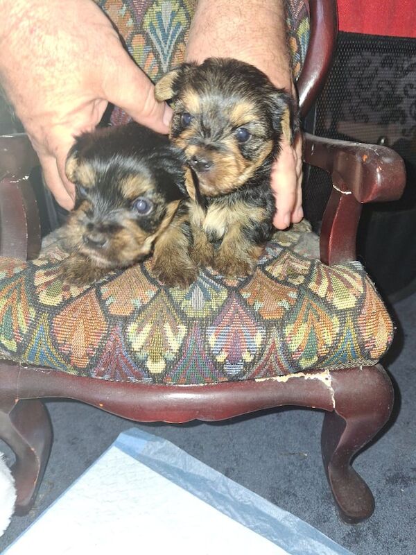 Yorkshire Terrier puppies for sale in County Antrim – 9 weeks old - Image 2 of 3