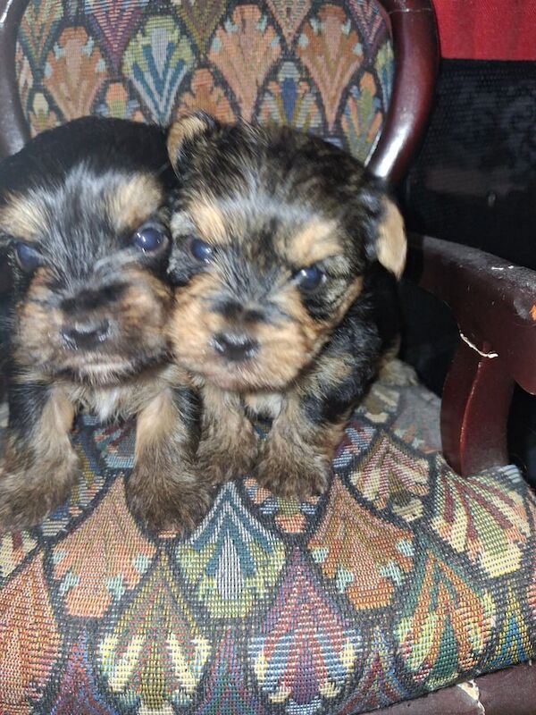 Yorkshire Terrier puppies for sale in County Antrim – 9 weeks old - Image 3 of 3
