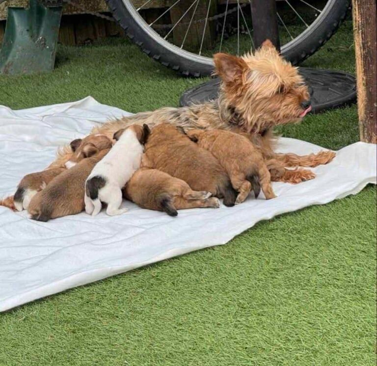 Yorkshire Terrier puppies for sale in Tremorfa, South Glamorgan – 6 weeks old