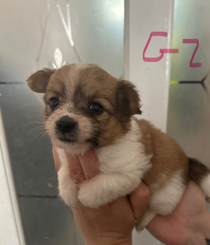 Yorkshire Terrier puppies for sale in Tremorfa, South Glamorgan – 6 weeks old - Image 2 of 3