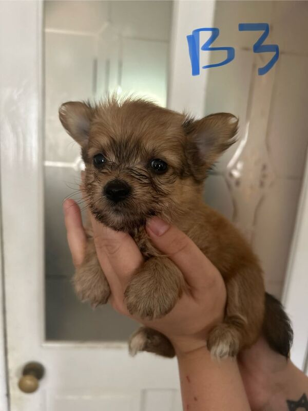 Yorkshire Terrier puppies for sale in Tremorfa, South Glamorgan – 6 weeks old - Image 3 of 3