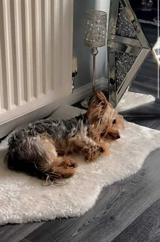 Yorkshire Terrier puppies for sale in Filton, Gloucestershire – KC registered, 7 years old