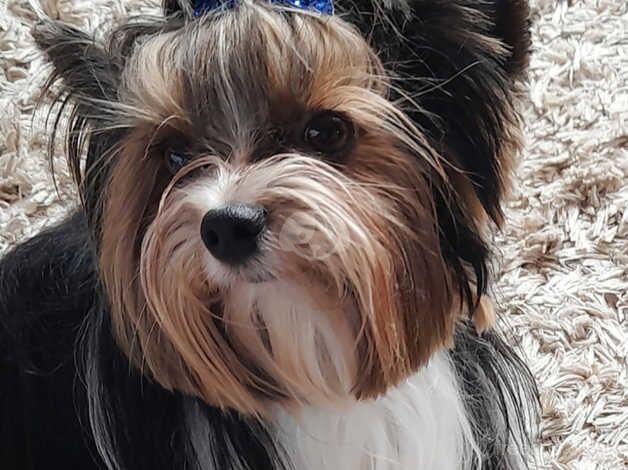 Adorable Yorkshire Terrier for Sale in Manchester, Greater Manchester