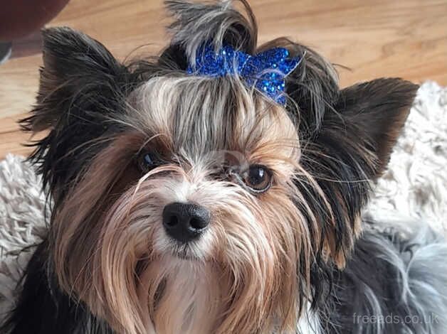 Adorable Yorkshire Terrier for Sale in Manchester, Greater Manchester - Image 2