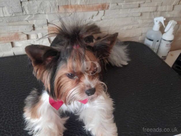 Adorable Yorkshire Terrier for Sale in Manchester, Greater Manchester - Image 3