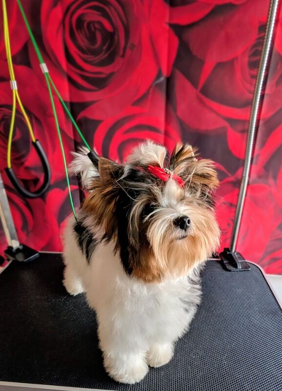 Yorkshire Terrier puppies for sale in Surrey – 7 months old - Image 1 of 9