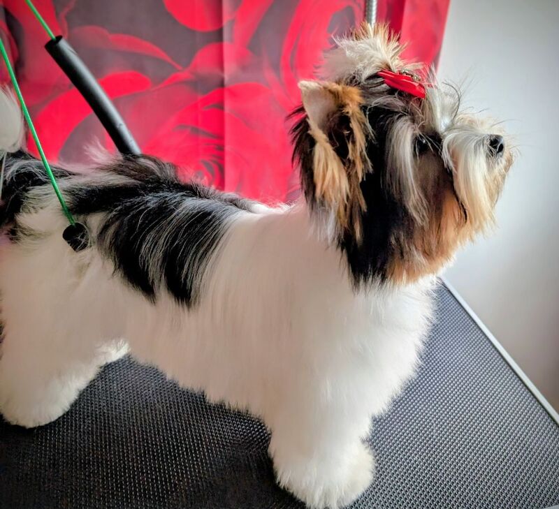 Yorkshire Terrier puppies for sale in Surrey – 7 months old - Image 2 of 9