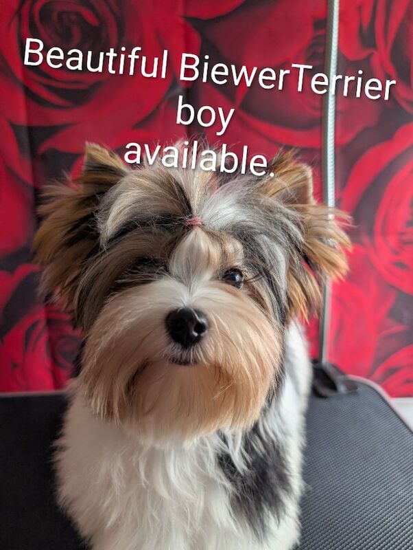 Yorkshire Terrier puppies for sale in Surrey – 7 months old - Image 3 of 9