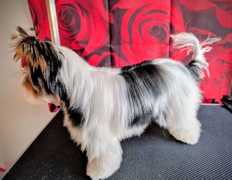 Yorkshire Terrier puppies for sale in Surrey – 7 months old - Image 4 of 9