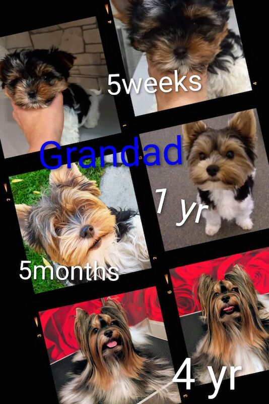 Yorkshire Terrier puppies for sale in Surrey – 7 months old - Image 5 of 9