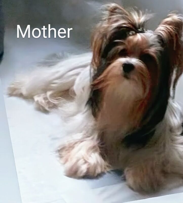 Yorkshire Terrier puppies for sale in Surrey – 7 months old - Image 6 of 9