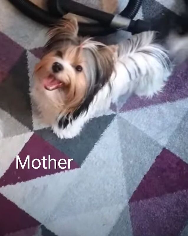Yorkshire Terrier puppies for sale in Surrey – 7 months old - Image 7 of 9