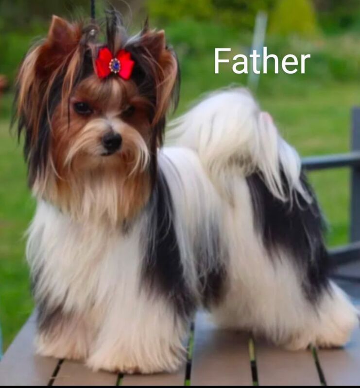 Yorkshire Terrier puppies for sale in Surrey – 7 months old - Image 8 of 9