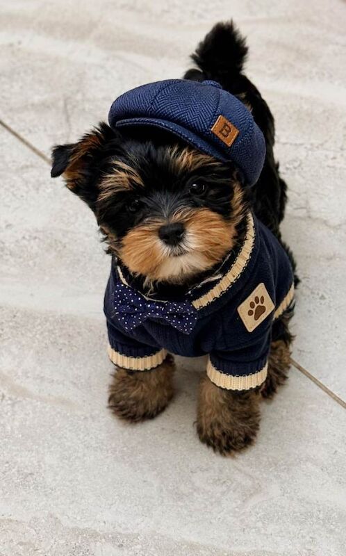 Yorkshire biewer terrier