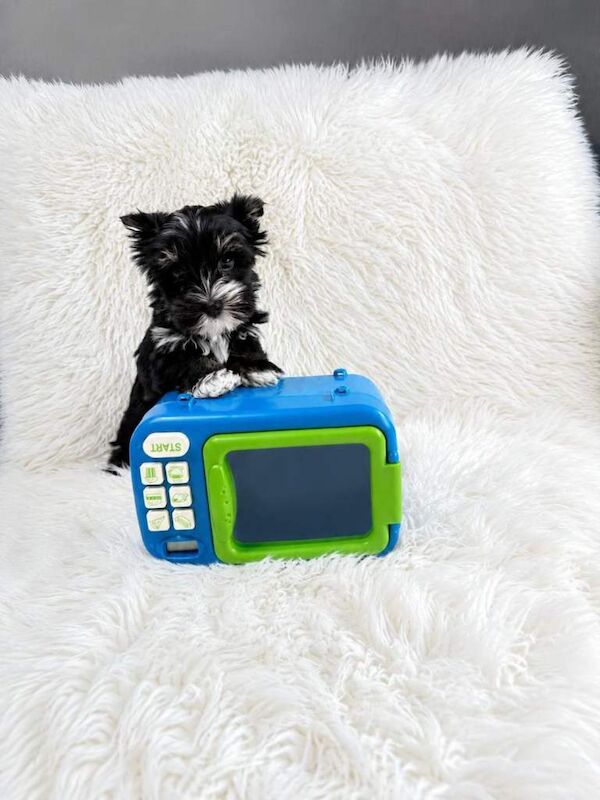 Yorkshire biewer terrier - Image 4 of 4