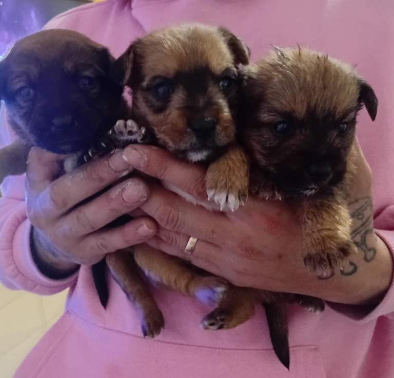 Yorkshire Terrier puppies for sale in Newcastle upon Tyne, Tyne and Wear – 8 weeks old - Image 2 of 3