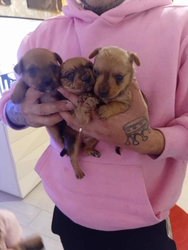 Yorkshire Terrier puppies for sale in Newcastle upon Tyne, Tyne and Wear – 8 weeks old - Image 3 of 3