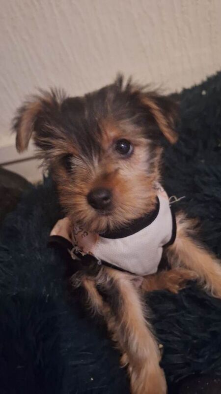 Yorkshire Terrier puppies for sale in Wolverhampton, West Midlands – 10 weeks old