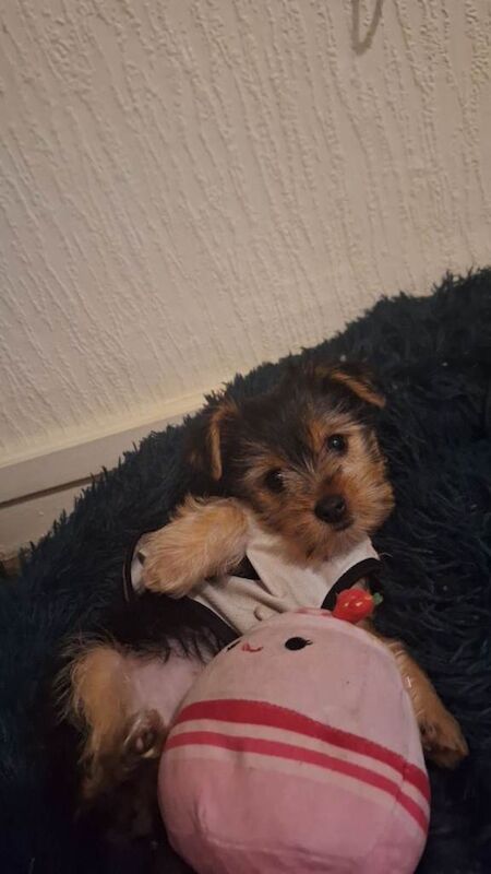Yorkshire Terrier puppies for sale in Wolverhampton, West Midlands – 10 weeks old - Image 2 of 6