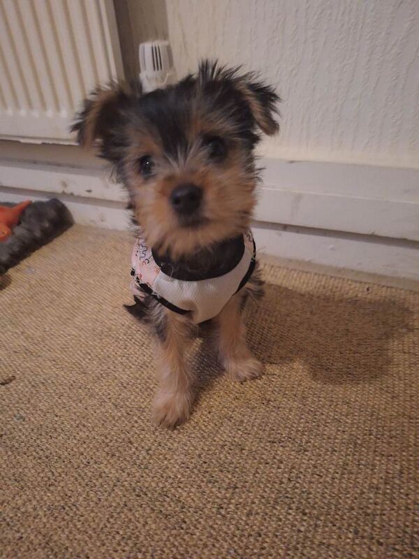Yorkshire Terrier puppies for sale in Wolverhampton, West Midlands – 10 weeks old - Image 3 of 6
