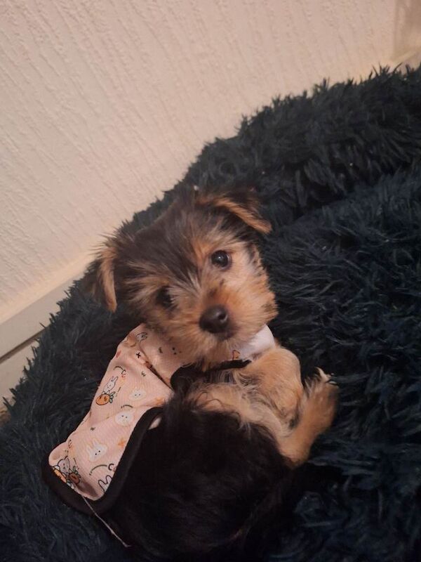 Yorkshire Terrier puppies for sale in Wolverhampton, West Midlands – 10 weeks old - Image 4 of 6