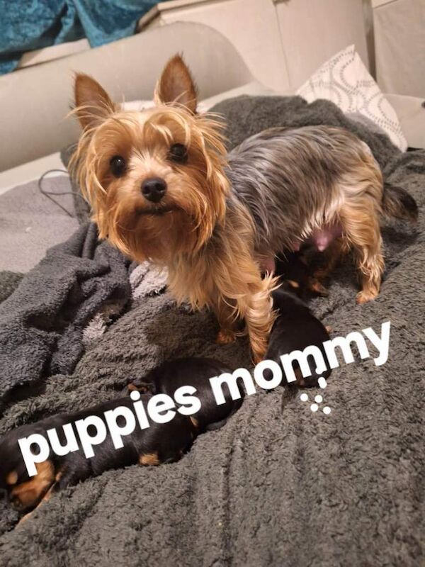 Yorkshire Terrier puppies for sale in Wolverhampton, West Midlands – 10 weeks old - Image 5 of 6