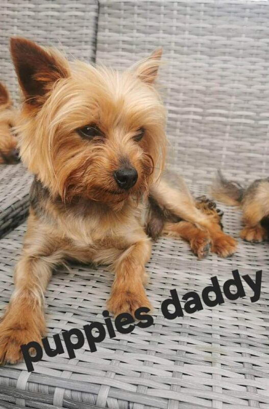 Yorkshire Terrier puppies for sale in Wolverhampton, West Midlands – 10 weeks old - Image 6 of 6