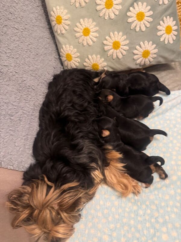 Yorkshire Terrier puppies for sale in Portsmouth, Hampshire – 2 weeks old