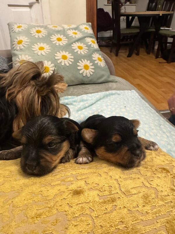 Yorkshire Terrier puppies for sale in Portsmouth, Hampshire – 2 weeks old - Image 2 of 3