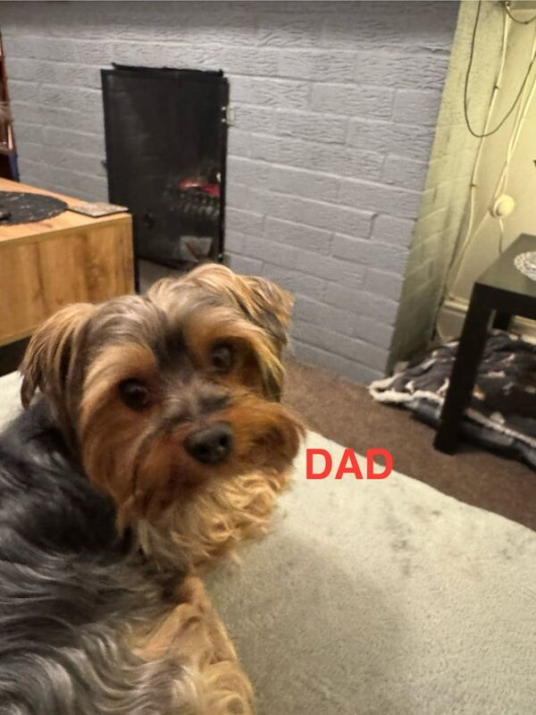 Yorkshire Terrier puppies for sale in Portsmouth, Hampshire – 2 weeks old - Image 3 of 3